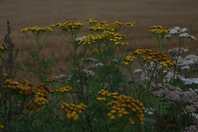 Tansy, Renfana, Tanacetum vulgare