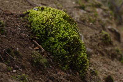 Tufts of moss