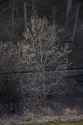 Goat Willow; Slg; Salix caprea