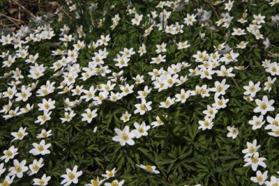 Anemone; Vitsippa; Anemone nemorosa