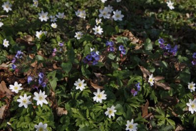 Anemone; Vitsippa; Anemone nemorosa