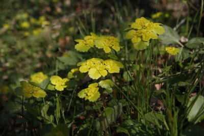 Alternate-leaved Golden-saxifrage; Gullpudra; Chrysosplenium alternifolium
