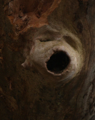 Tree ghost