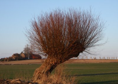 Willow tree