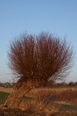 Willow tree