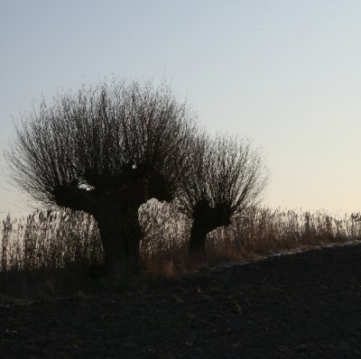 Willow trees