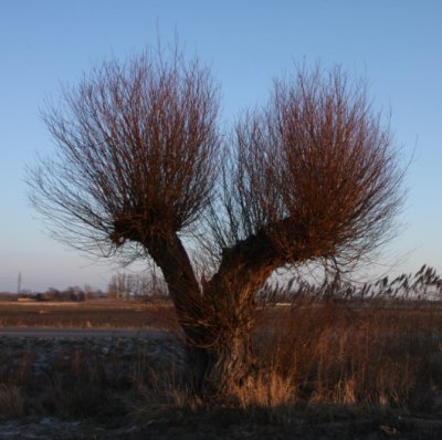 Willow tree
