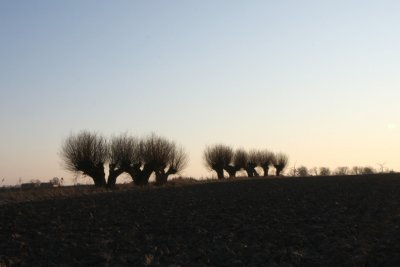 Willow trees