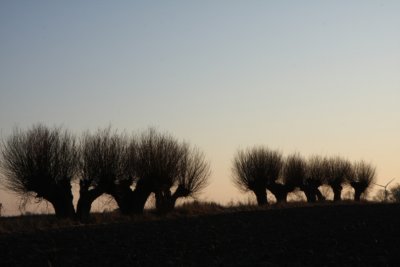 Willow trees