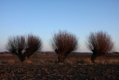 Willow trees