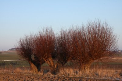 Willow trees