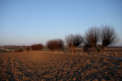 Willow trees
