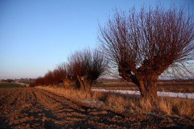Willow trees