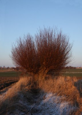 Willow tree