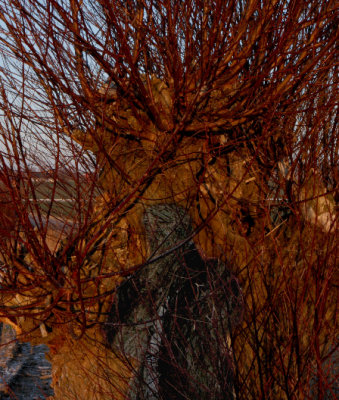 Willows