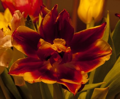 Tulips close up IV