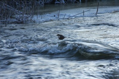 Dipper; Strmstare; Cinclus cinclus