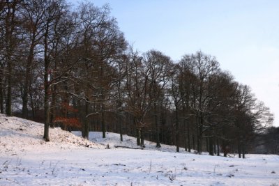Snow and Oak I