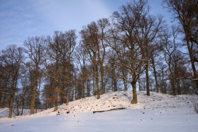 Snow and Oak II