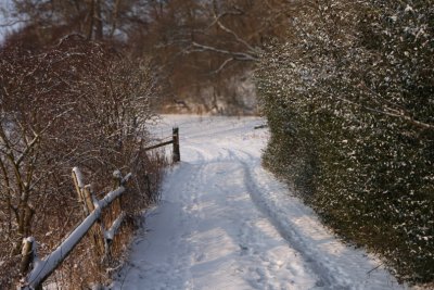 Old fence