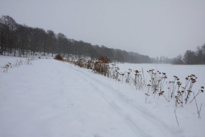 Snow and Tansy