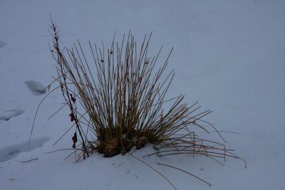 Straw and snow