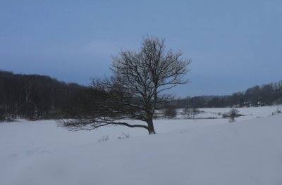 Oak in snow
