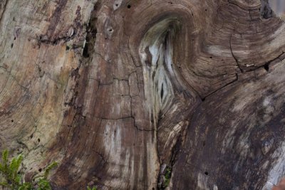 Dead elm