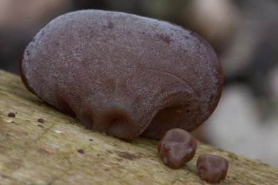 Jew's ear; Auricularia auricula-judae; Judasra