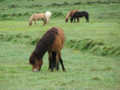 Icelandic Horses