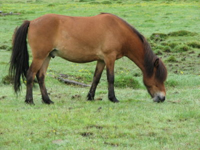 Icelandic Horses