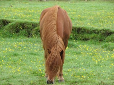 Icelandic Horses