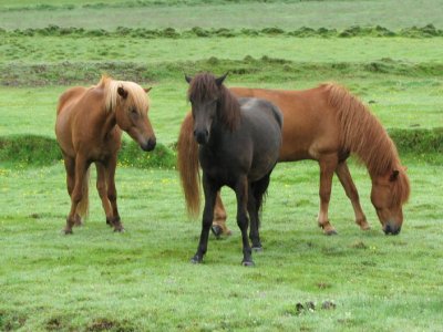 Icelandic Horses