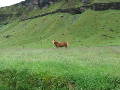 Icelandic Horses