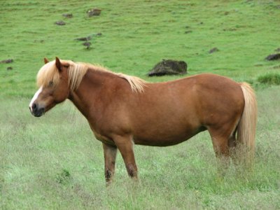 Icelandic Horses