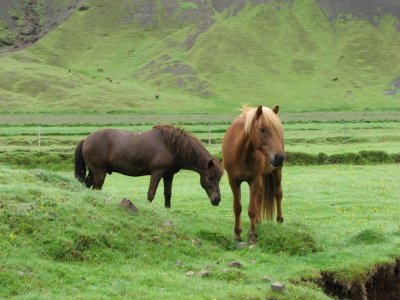 Icelandic Horses