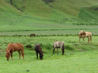 Icelandic Horses