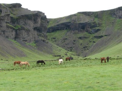 Icelandic Horses