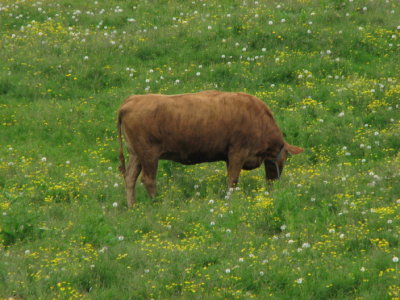 Cows of Iceland