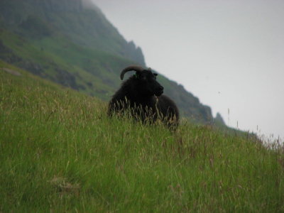 Sheeps of Island