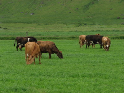 Cows of Iceland