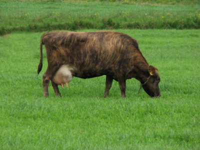 Cows of Iceland