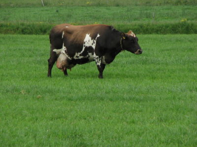 Cows of Iceland