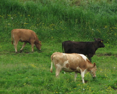 Cows of Iceland