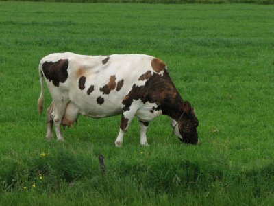 Cows of Iceland