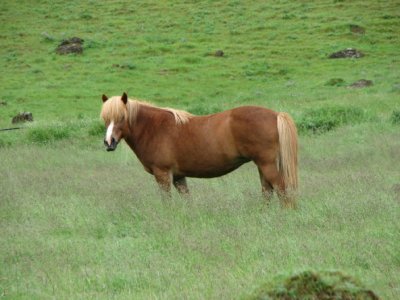 Icelandic Horses