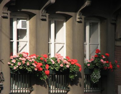 Pelargonium