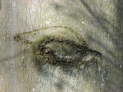 Also trees have eyes