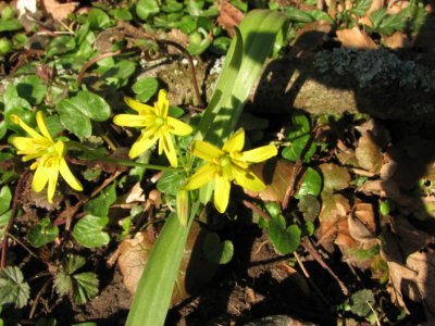 Yellow Star-of-Bethlehem; Vrlk; Gagea lutea