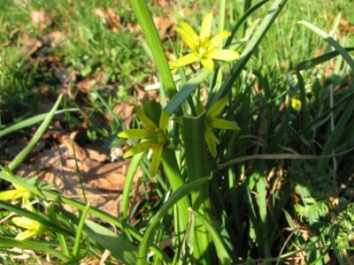 Yellow Star-of-Bethlehem; Vrlk; Gagea lutea